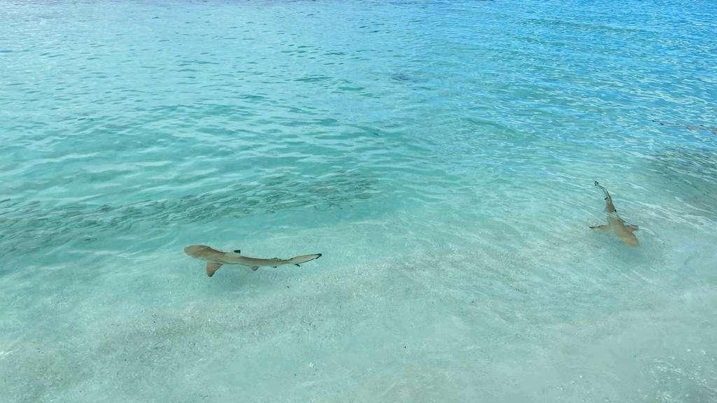 Photo from a stop of this diary